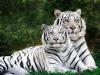 White Phase, Bengal Tigers